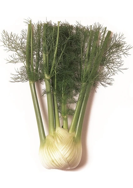 Tropikal Sepet  Fençel Rezene (Fennel)