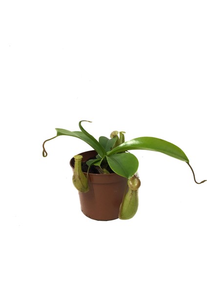 Nepenthes Alata Ev ve Ofis Bitkisi