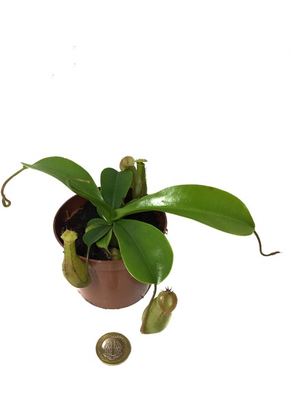 Nepenthes Alata Ev ve Ofis Bitkisi fiyatları