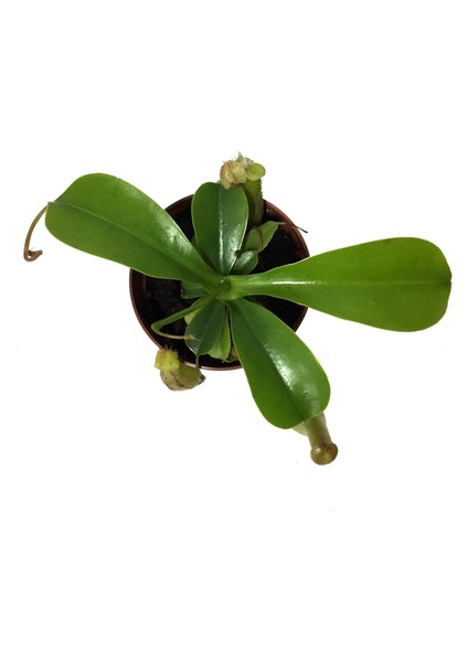 Nepenthes Alata Ev ve Ofis Bitkisi modelleri