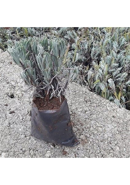 Bahçe Tipi Tüplü Lavanta Fidanı Lavandula Intermedia 15 - 25 cm Tekli