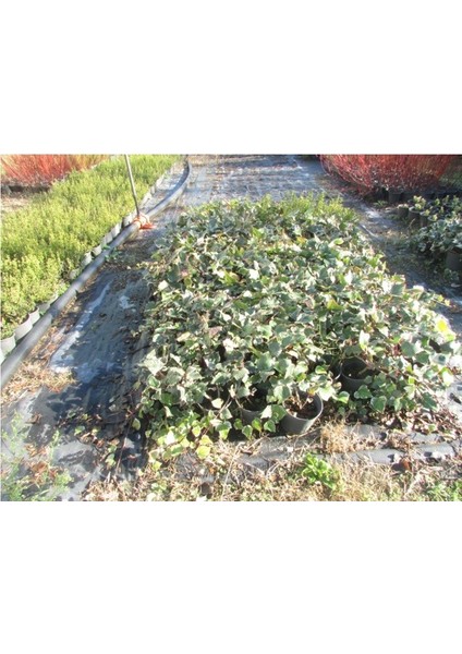 Sarmaşık Hedera Helix Hibernica 50 cm