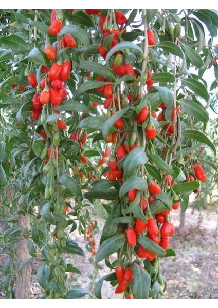 Goji Berry Red Kırmızı Kurt Üzümü Fidanı 20-40 cm Saksıda