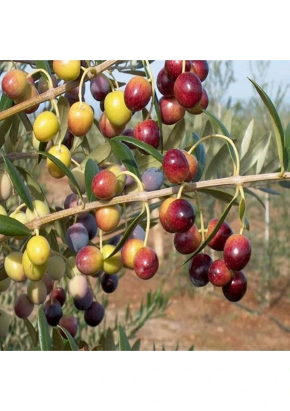 Zeytin Fidanı Arbequina Saksıda 40 - 60 cm