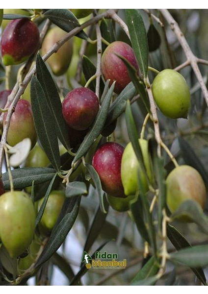 Zeytin Fidanı Ayvalık Saksıda +3 Yaş