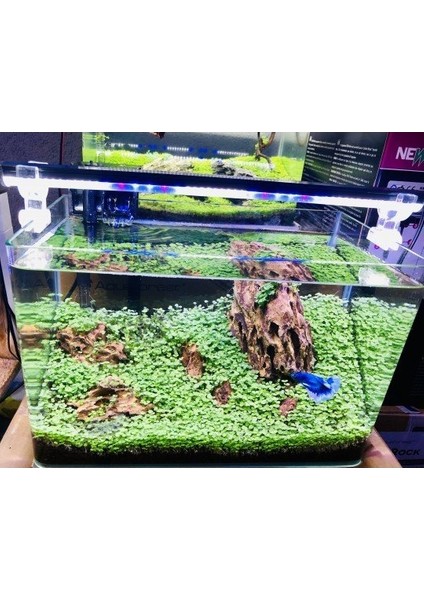 Led Aydınlatma Armatür Karışık Renkli Beyaz-Kırmızı-Mavi 60Cm modelleri