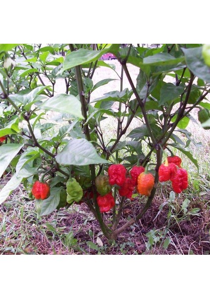 Tohumcu Kikizade Carolina Reaper Dünya'nın En Acı Biberi Tohumu 2,2 Milyon Scoville 10'lu