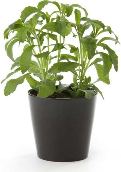 Stevia Ekim Seti 10'lu Saksı Toprak Şekerotu