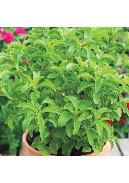 Stevia Ekim Seti 10'lu Saksı Toprak Şekerotu fiyatları