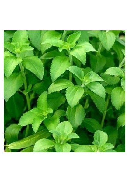 Stevia Ekim Seti 10'lu Saksı Toprak Şekerotu modelleri