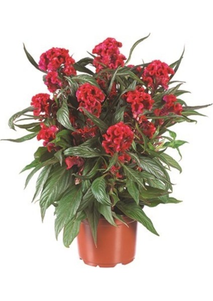 Karışık Horozibiği Çiçeği Ekim Seti 5'li Saksı Toprak Horoz Ibiği Çiçeği