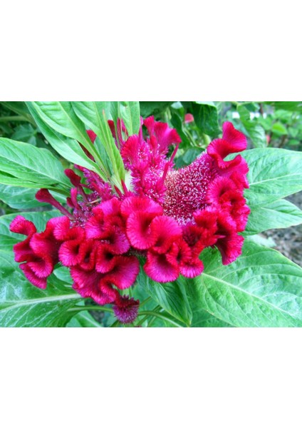 Karışık Horozibiği Çiçeği Ekim Seti 5'li Saksı Toprak Horoz Ibiği Çiçeği fiyatları