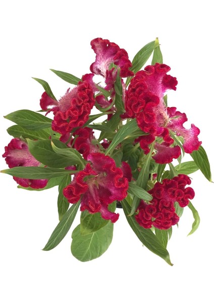 Karışık Horozibiği Çiçeği Ekim Seti 5'li Saksı Toprak Horoz Ibiği Çiçeği modelleri