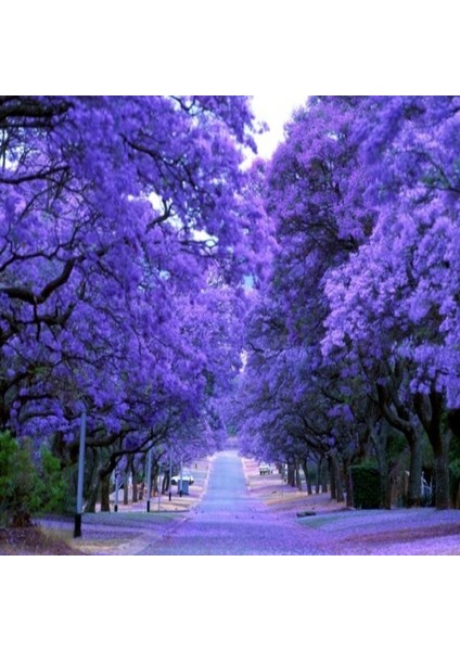 Serdar Çam Tohumculuk Nadir Jakaranda Ağacı Tohumu 10'lu Jacaranda Mimosifolia