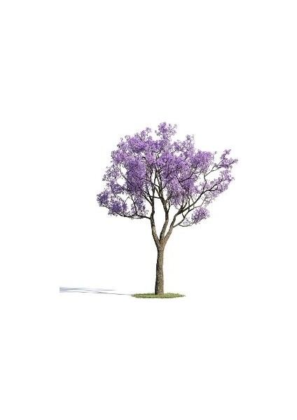 m Nadir Jakaranda Ağacı Tohumu 100'lü Jacaranda Mimosifolia