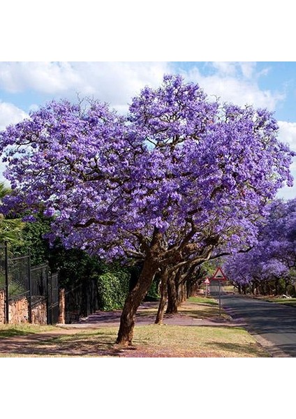 m Nadir Jakaranda Ağacı Tohumu 100'lü Jacaranda Mimosifolia