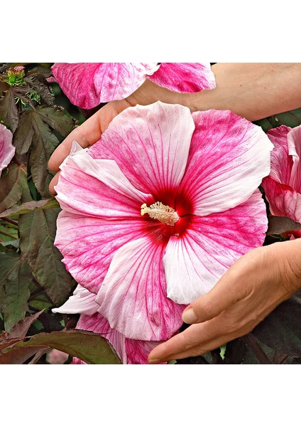 Nadir Dev Karışık Hibiscus Çiçeği Tohumu 5'li