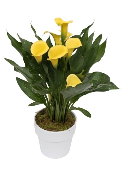 7 Farklı Renk Calla Lilly Tohumu 7'li Çiçek Tohumu