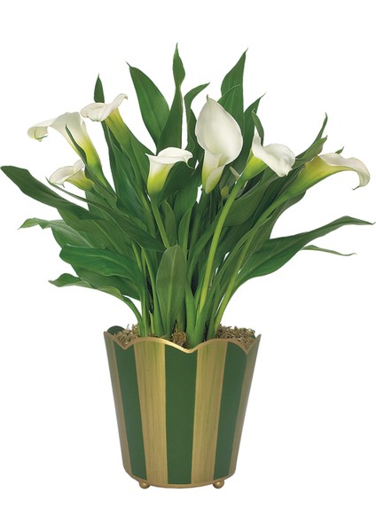 7 Farklı Renk Calla Lilly Tohumu 7'li Çiçek Tohumu