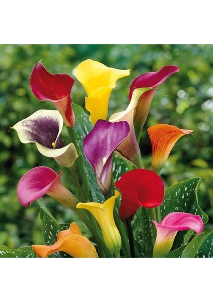 7 Farklı Renk Calla Lilly Tohumu 7'li Çiçek Tohumu