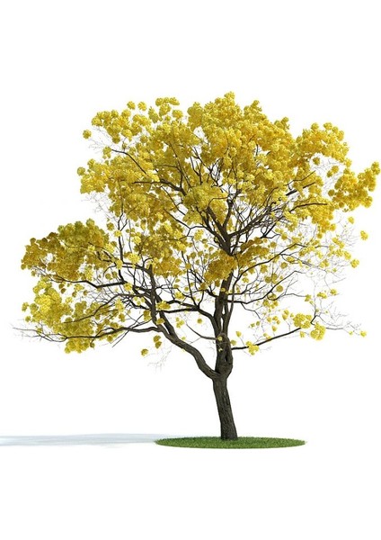 Sarı Tabebuia Ağacı Tohumu 5'li