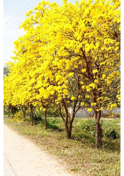 Sarı Tabebuia Ağacı Tohumu 5'li