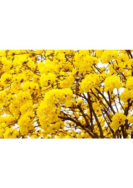 Sarı Tabebuia Ağacı Tohumu 5'li