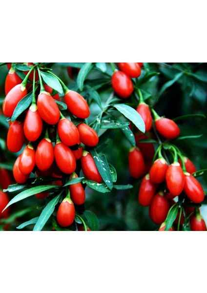 Goji Berry Tohumu 15'li Gojiberry Kurt Üzümü