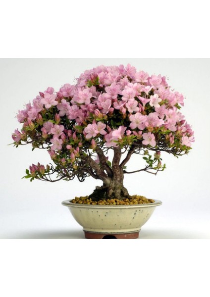 Bodur Pembe Zakkum Bonzai Ağacı Tohumu 5'li Bonsai Tohumu