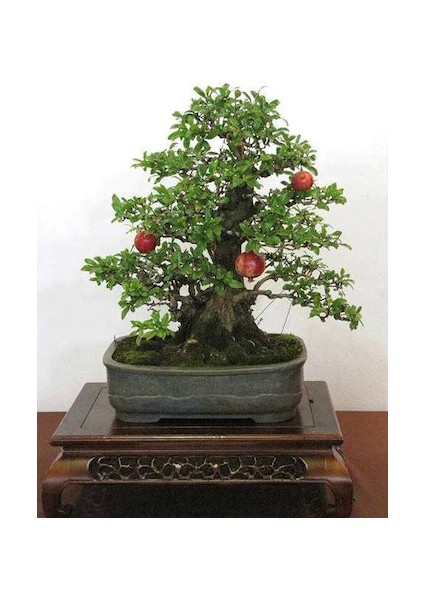Bodur Nar Bonzai Ağacı Tohumu 5'li Bonsai Tohumu fiyatları