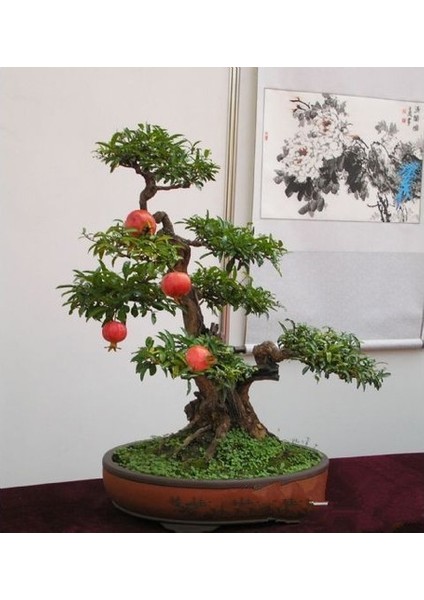 Bodur Nar Bonzai Ağacı Tohumu 5'li Bonsai Tohumu modelleri