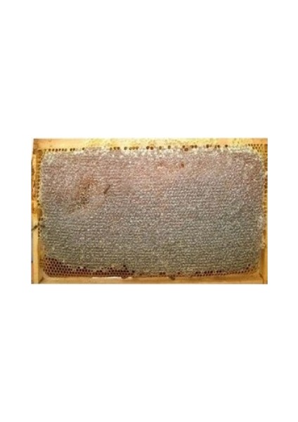 Sıvas Yıldızeli Çiçek Petek Yayla Balı 3200 gr