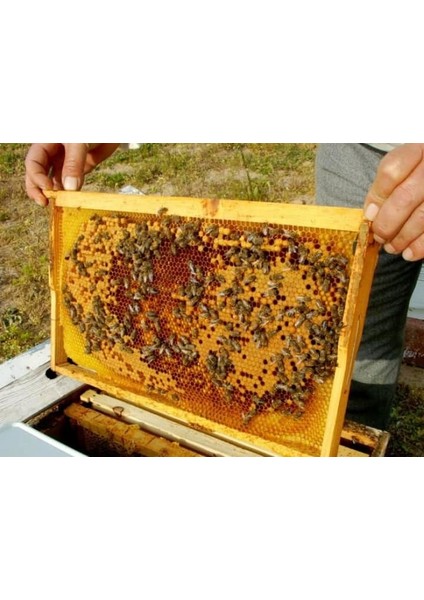 Sıvas Yıldızeli Çiçek Petek Yayla Balı 3200 gr modelleri