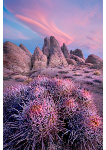 Kaymaz Taban Yıkanabilir Doğa İllustrasyonu Dijital Baskılı Halı fiyatları