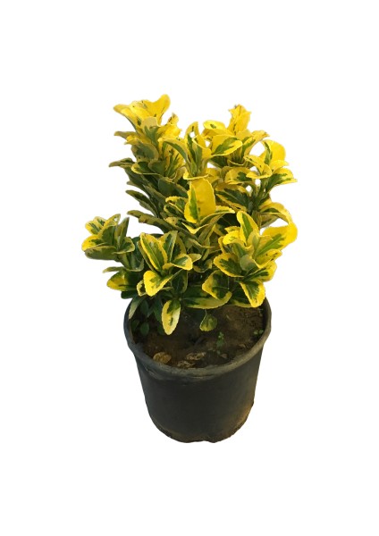 Gold Taflan Altuni Taflan