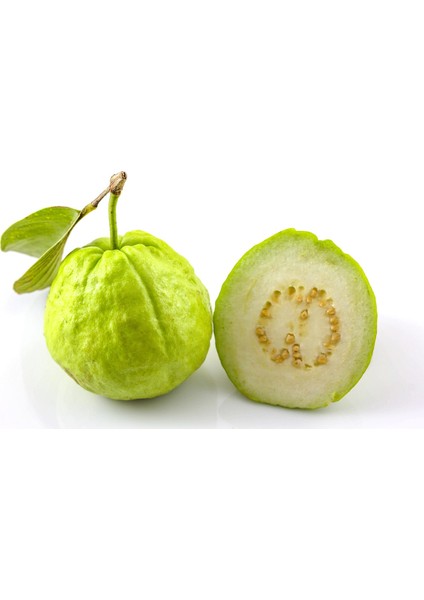 Tropikal Psidium Guava Meyvesi Tohumu 3'lü