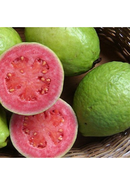 Tropikal Psidium Guava Meyvesi Tohumu 3'lü