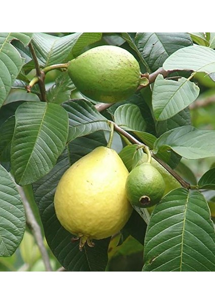 Tropikal Psidium Guava Meyvesi Tohumu 3'lü