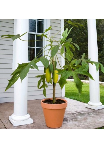 Bodur Saksılık Papaya Ağacı Tohumu 3'lü