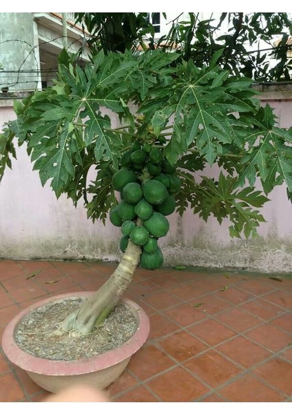 Bodur Saksılık Papaya Ağacı Tohumu 3'lü