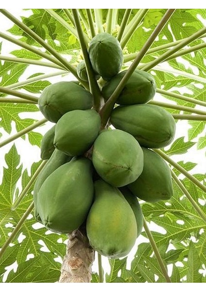 Tropikal Meyve Papaya Ağacı Tohumu 3'lü modelleri