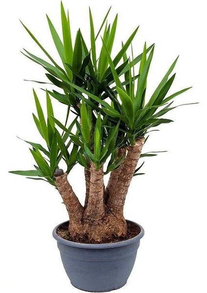 Nadir Yucca Ağacı Tohumu 5'li Avize Çiçeği