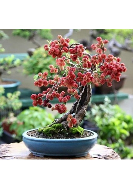 Bodur Karadut Bonzai Ağacı Ekim Seti 5'li Saksı Toprak Kombin