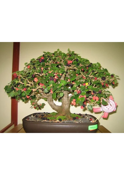 Bodur Karadut Bonzai Ağacı Ekim Seti 5'li Saksı Toprak Kombin fiyatları