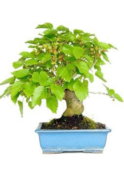 Bodur Karadut Bonzai Ağacı Ekim Seti 5'li Saksı Toprak Kombin modelleri