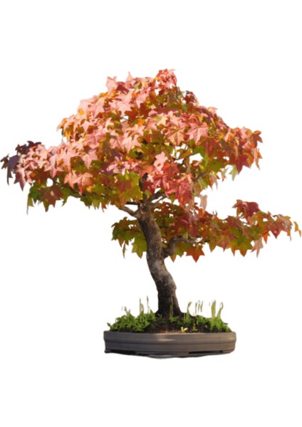 Bodur Liquidamber Bonzai Ağacı Ekim Seti 5'li Saksı Toprak Kombin