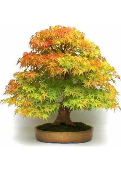 Bodur Acer Negundo Bonsai Ağacı Ekim Seti 5'li Saksı Toprak Kombin