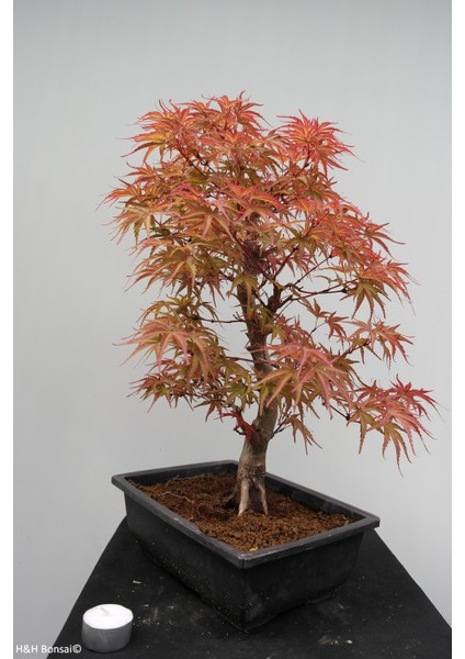 Bodur Acer Negundo Bonsai Ağacı Ekim Seti 5'li Saksı Toprak Kombin fiyatları