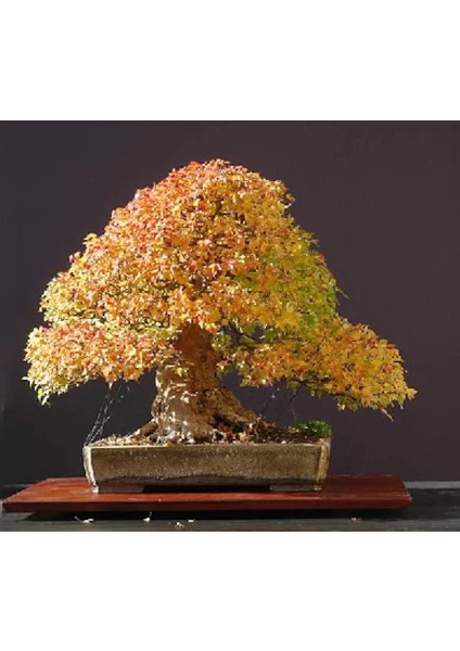 Bodur Acer Negundo Bonsai Ağacı Ekim Seti 5'li Saksı Toprak Kombin modelleri