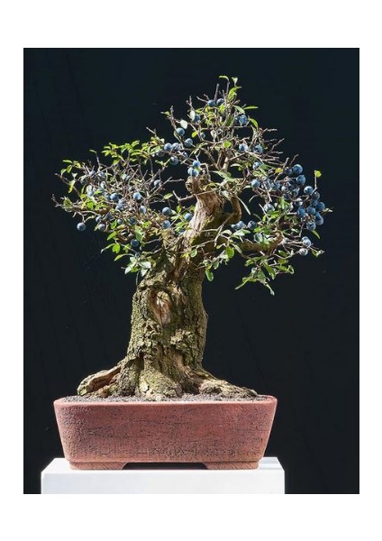 Bodur Blueberry Bonzai Ağacı Ekim Seti 5'li Saksı Toprak Kombin modelleri
